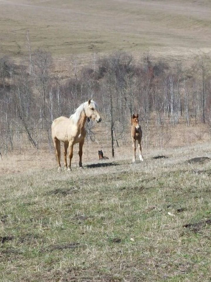 Весна на Алтае