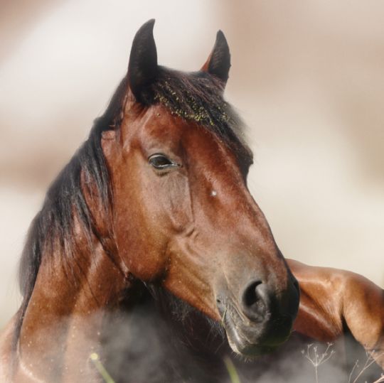 конная прогулка