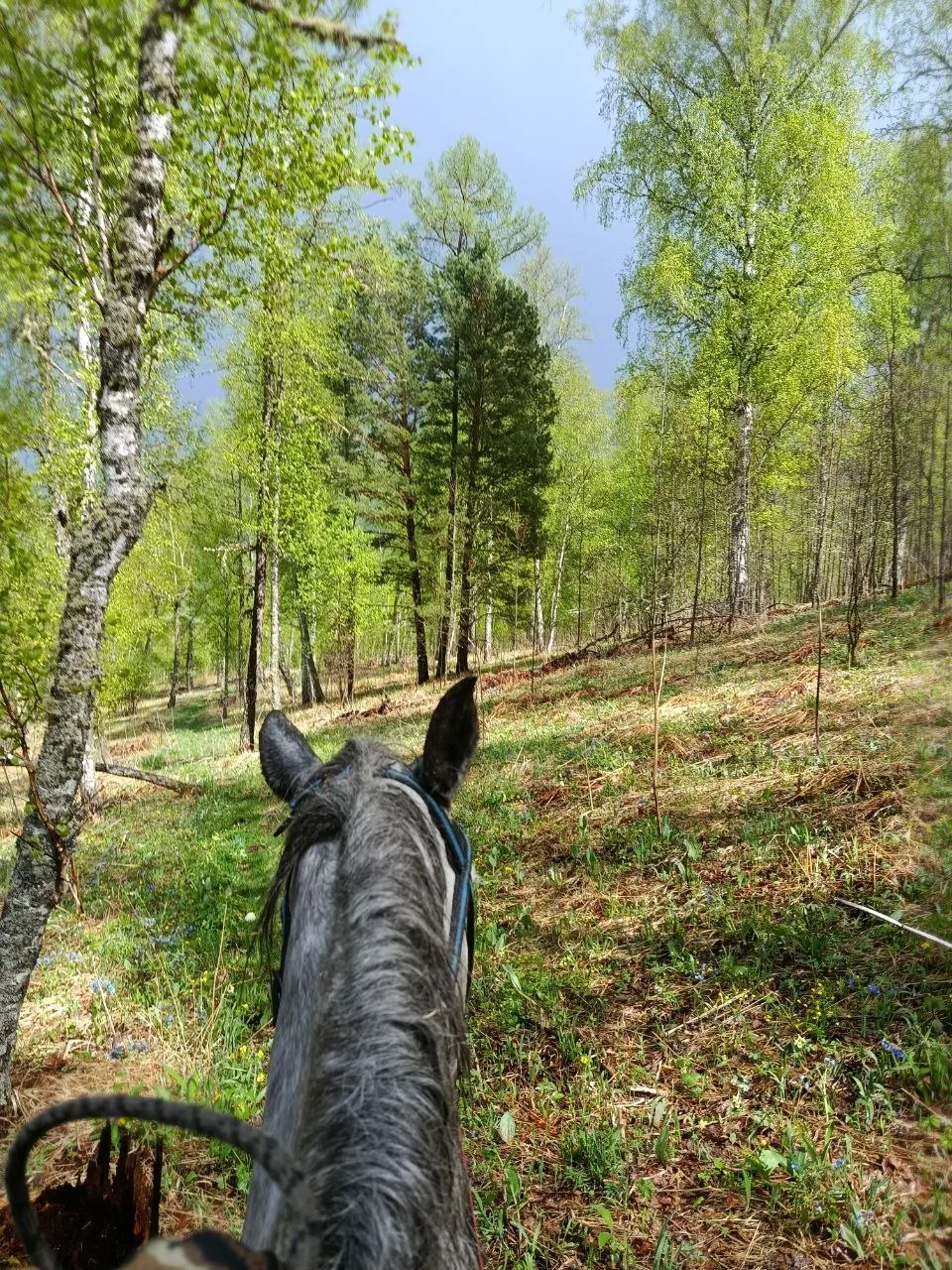 Конная прогулка