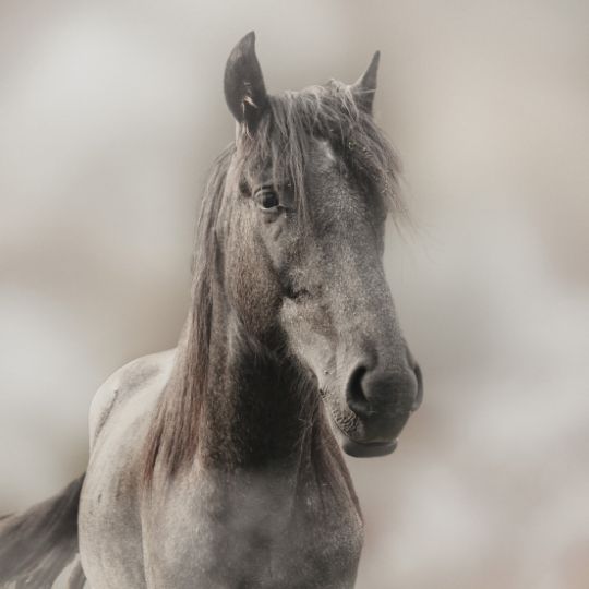 конные прогулки