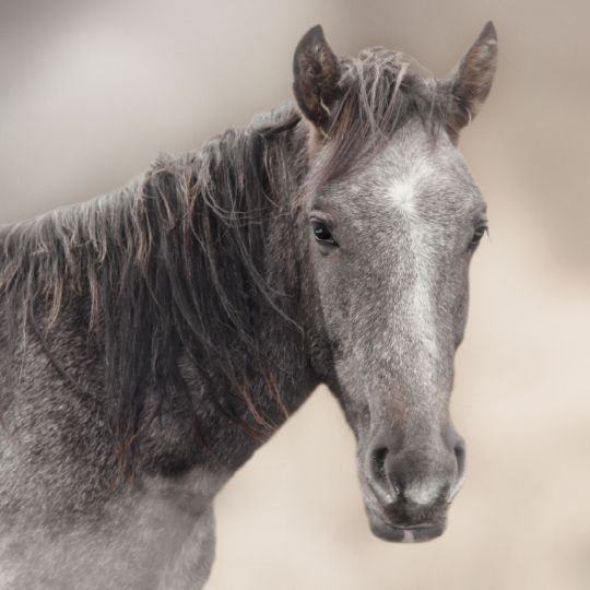 походы на лошадях