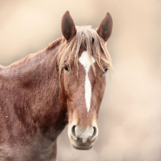верховая езда