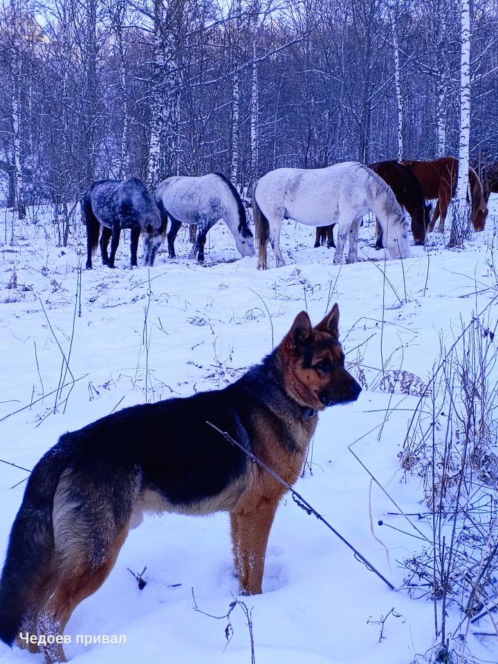 зимний алтай