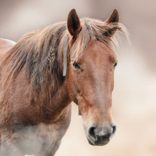 конные туры