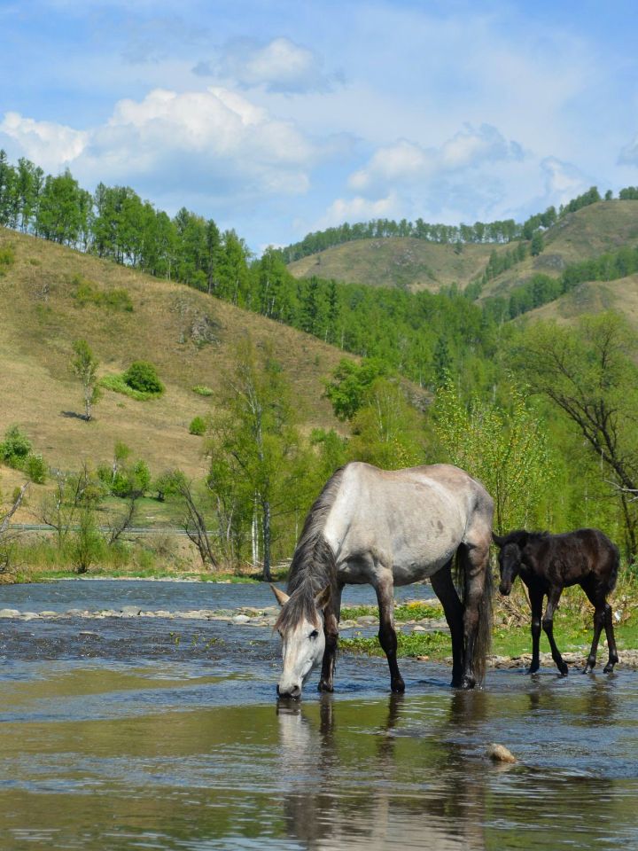 Конные прогулки