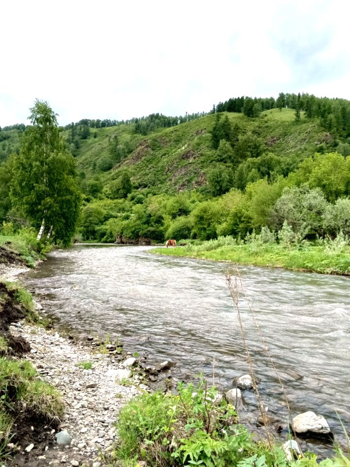 Пейзажи конной прогулки на Алтае