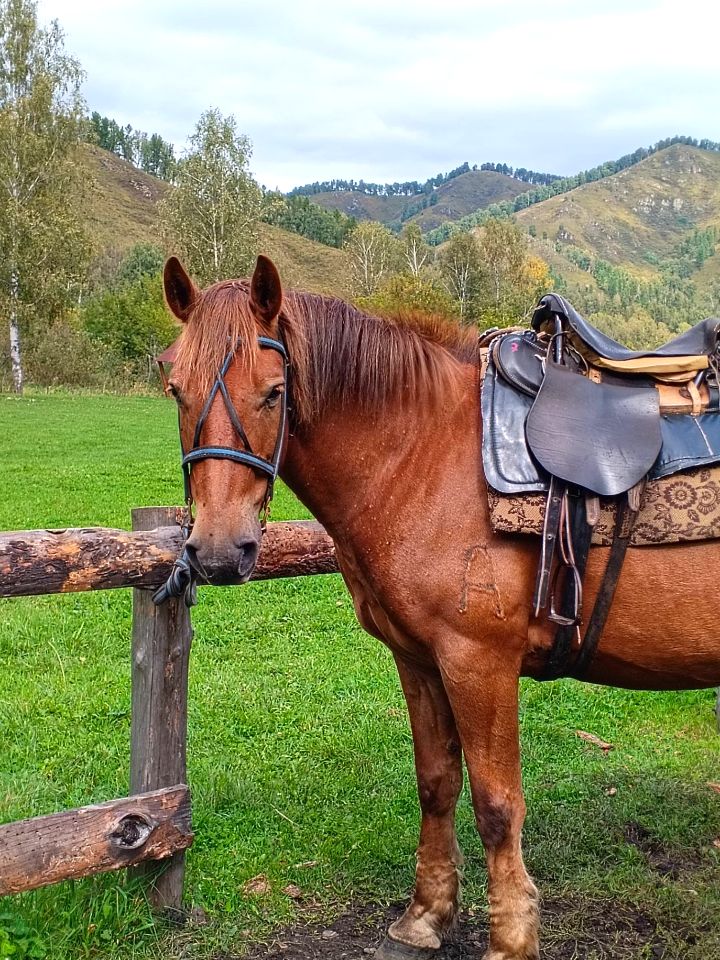 Общение с лошадьми