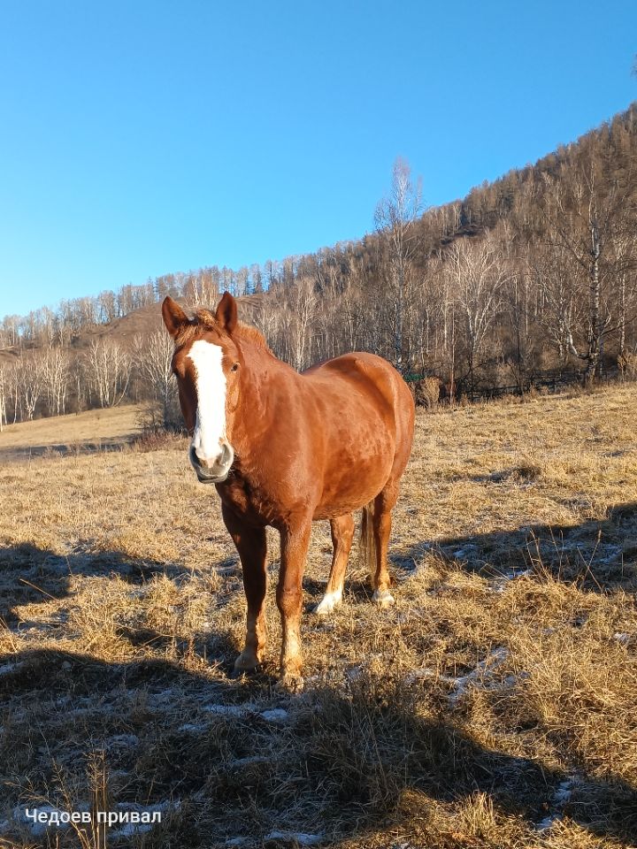 весенний алтай