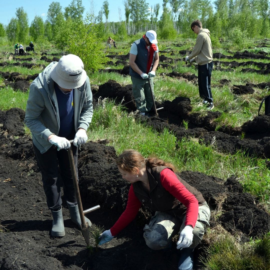 Посадки деревьев