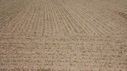 В Нолинском районе Кировской области завершен яровой сев 2025 года