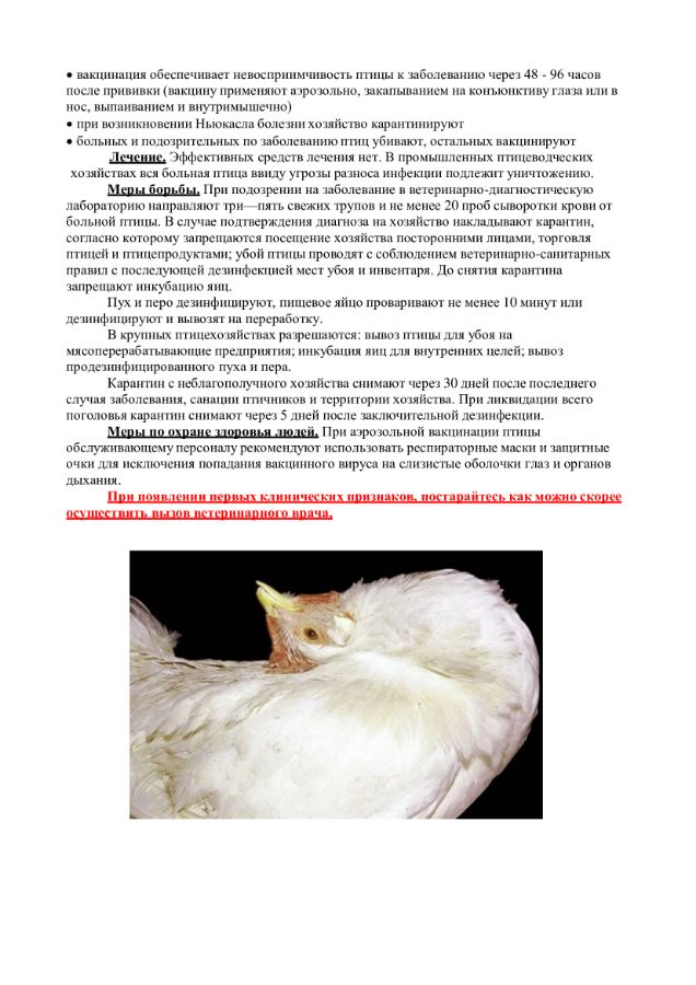 Памятка по болезни Ньюкасла