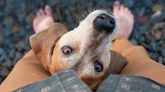 Деменция у животных - публикации Ветеринарной службы ДИНГО