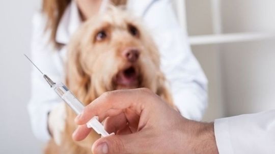 Вакцинация и чипирование кошек и собак на дому в Москве от 4500 руб - DingoDoc.ru