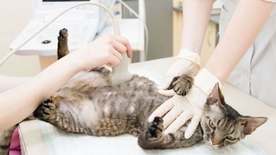 Узи брюшной полости кошкам и собакам в Москве на дому от 9000 руб - DingoDoc.ru