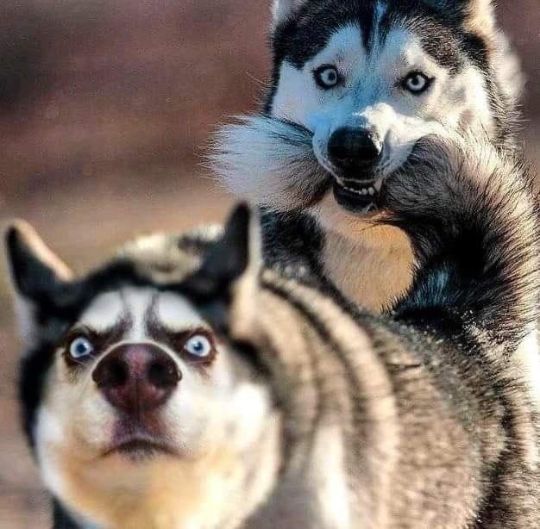 Особенности здоровья Хаски