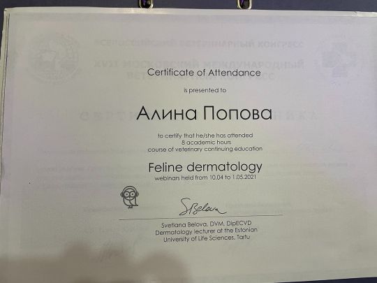 Feline dermatology