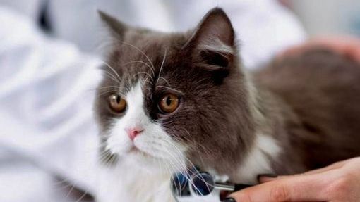 выезд ветеринара ДИНГО на дом по Москве от 2500 руб