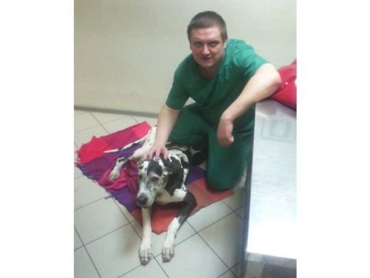 Евгений Володин - ветеринарный врач на дом - служба ДИНГО