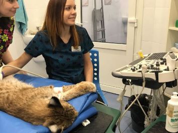 Татьяна Цалон
Ветеринарный Врач УЗИ-диагностики