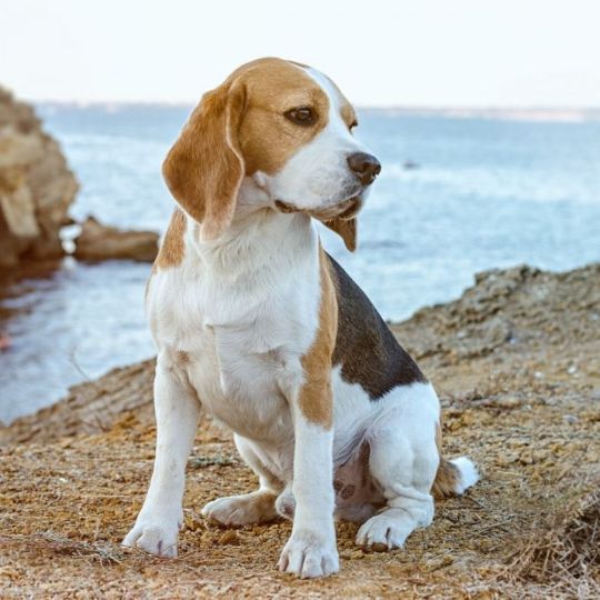 ДИНГО Вики о породе собак Бигль