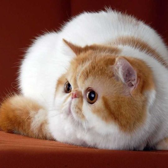 Персидские кошки и экзоты