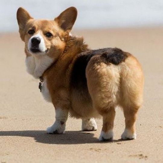 ДИНГО Вики о породе собак Корги