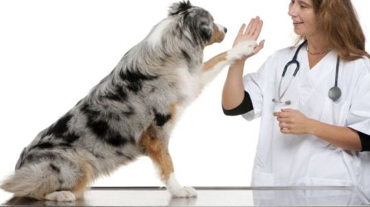 Диспансеризация - от 5000 руб - DingoDoc.ru