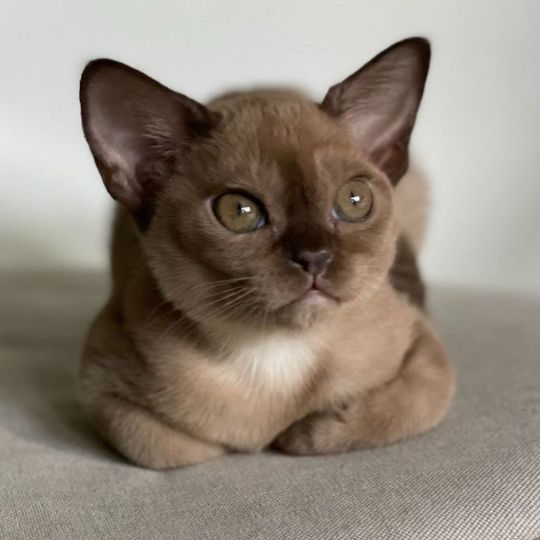 ДИНГО Вики о породе кошек Бурма