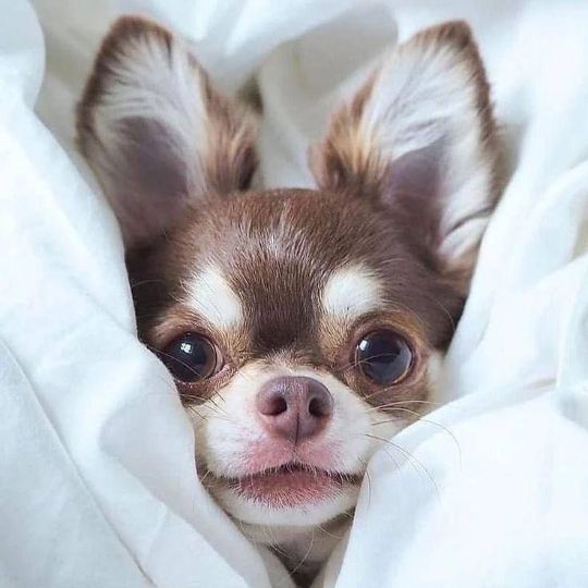 ДИНГО Вики о карликовых породах собак