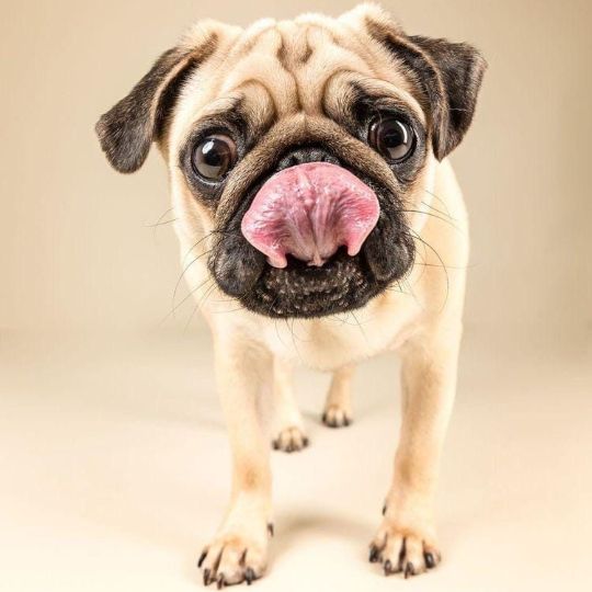 Брахиоцефалы