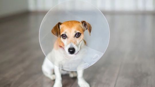 Ветеринарная хирургия на дому в Москве - DingoDoc.ru