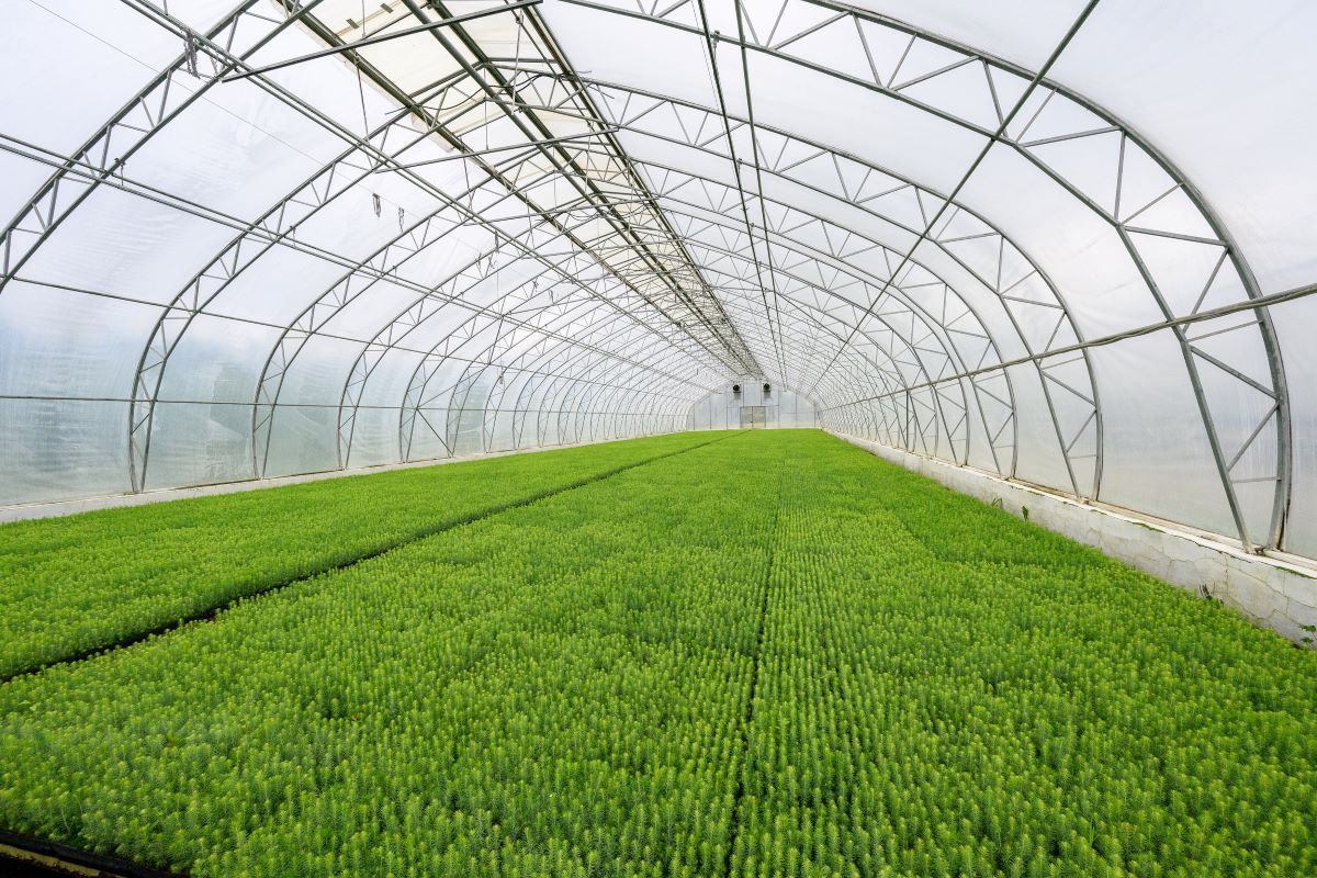 Сыктывкарский ЛПК подвел итоги лесовосстановления в 2025 году