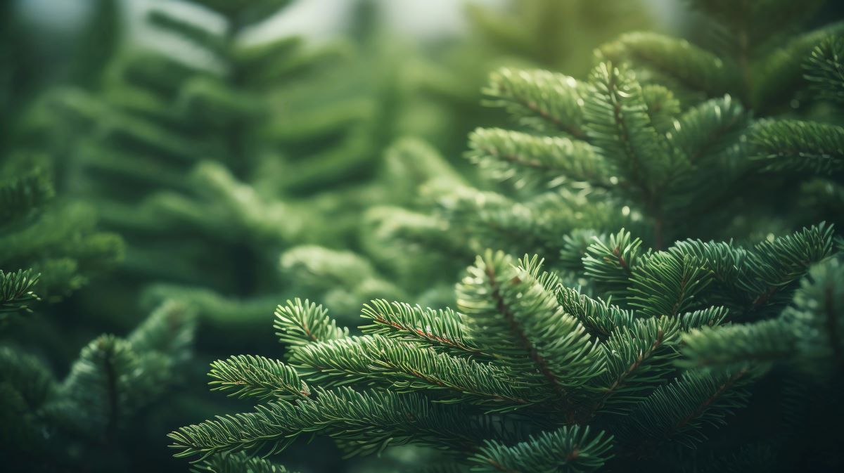 Более тысячи пунктов приема новогодних елок по всей России доступны на карте «Авито»