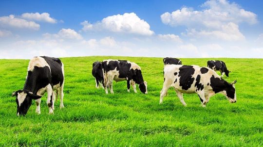 Детское питание. Молоко. Сухие смеси