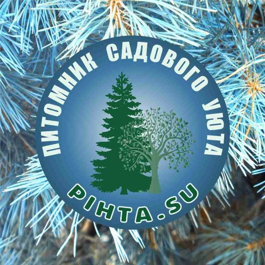 Пихта - садовый уют