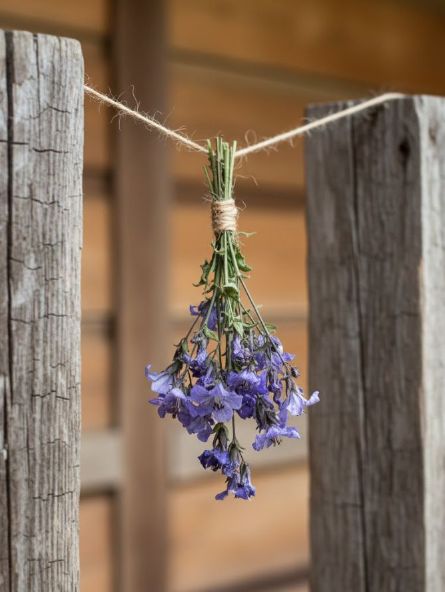 Экстракт Синюха