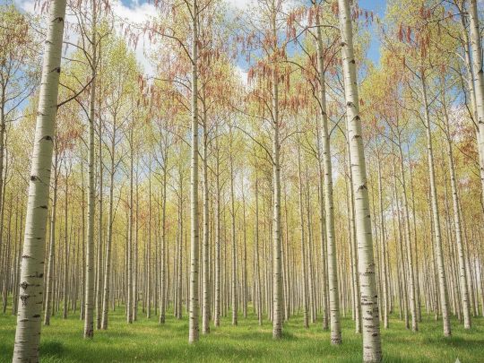 экстракт Кора осины