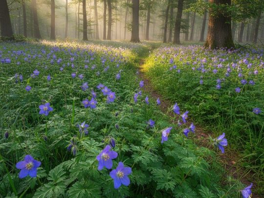 польза Экстракт Синюха
