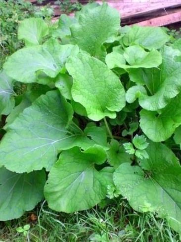 экстракт корня лопуха