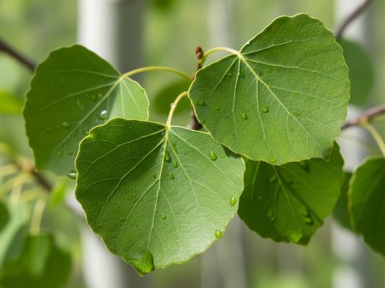 применение экстракт Кора осины