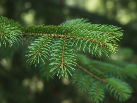 свойства Лапка пихты