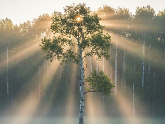 свойства Кора осины