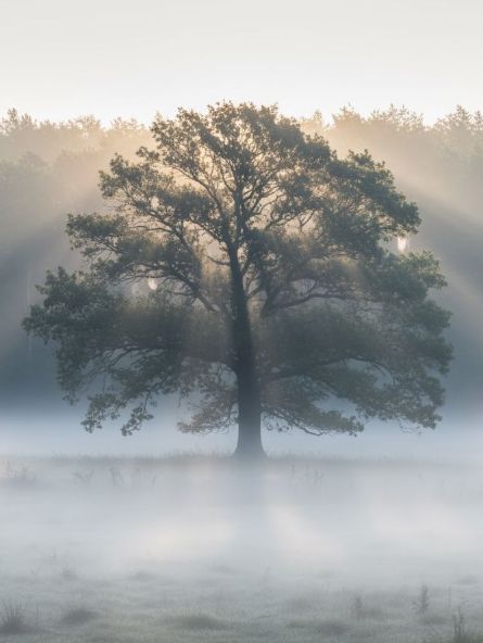 экстракт щепа дуба