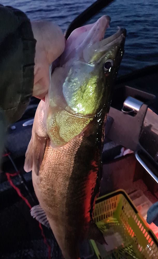 Судак на троллинг