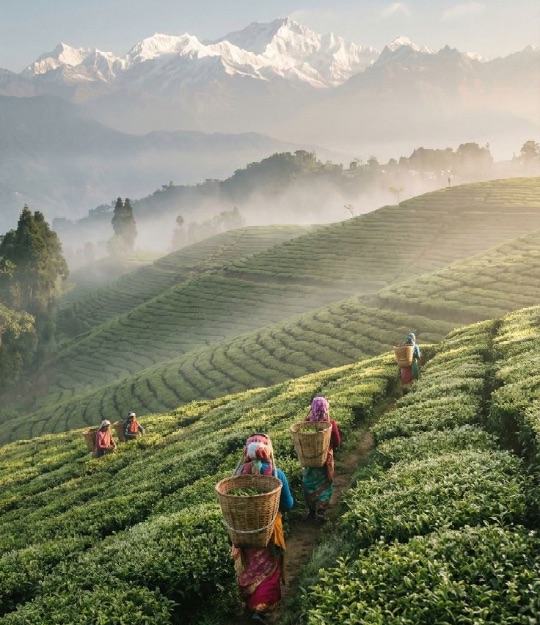 Шри-Ланка, Бентота, Коломбо, Мирисса, Вадува, Ганди