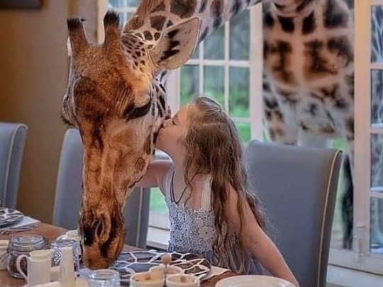 Завтрак с жирафами сафари