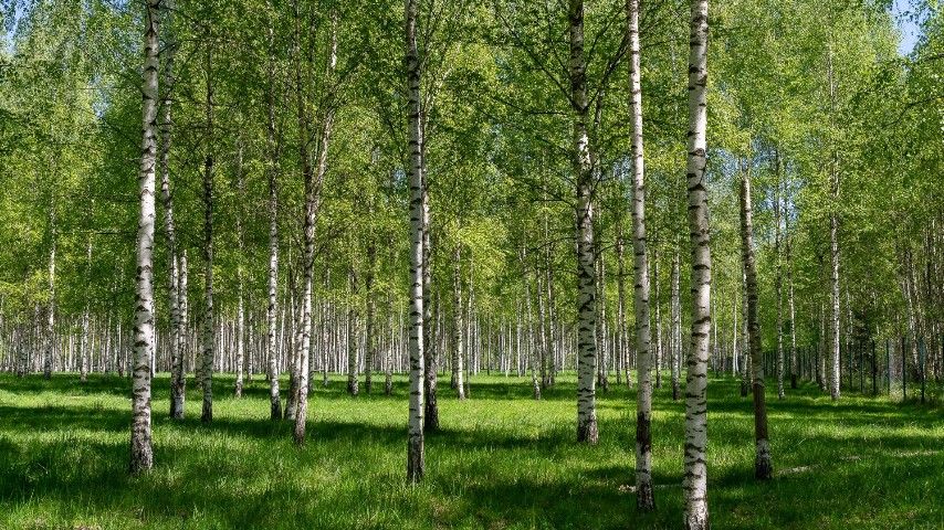 ```html <img src="https://www.tvoya-votchina.ru/images/villagethe-birch-grove.jpg" alt="Березовая роща в посёлке 'Твоя Вотчина'">