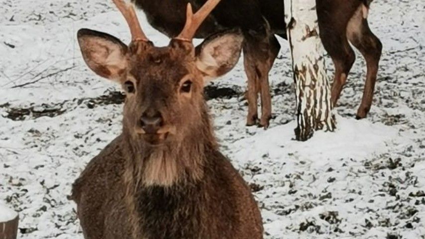 ```html <img src="https://www.tvoya-votchina.ru/images/village-deer-on-the-farm.jpg" alt="Олени на ферме посёлка 'Твоя Вотчина'">