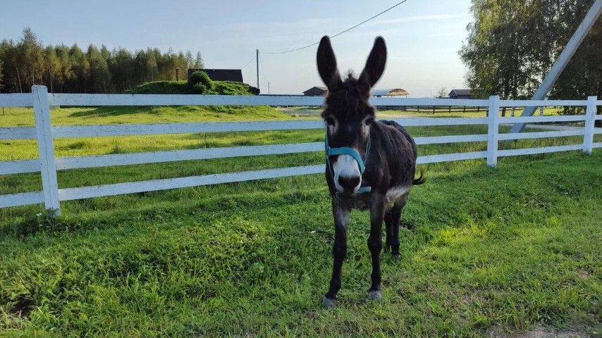 ```html <img src="https://www.tvoya-votchina.ru/images/village-a-donkey-on-a-farm.jpg" alt="Ослик на ферме 'Твоя Вотчина'">