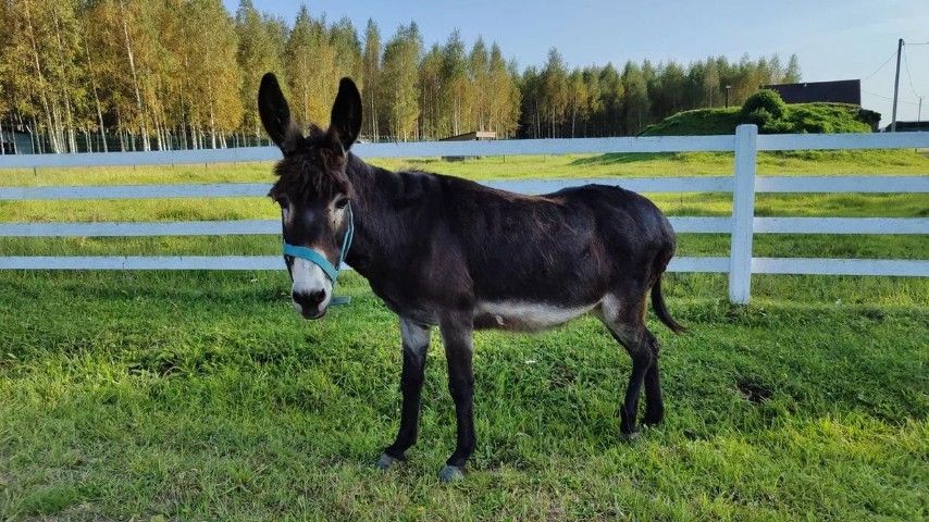 ```html <img src="https://www.tvoya-votchina.ru/images/village-a-donkey-on-a-farm.jpg" alt="Ослик на ферме 'Твоя Вотчина'">